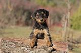 AIREDALE TERRIER 253
